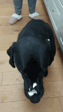 Labrador Tongue GIF - Labrador Tongue Lick GIFs