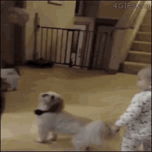 Dog Dancing GIF - Dog Dancing Copy GIFs