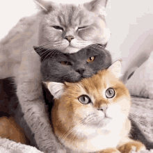 Cats Cute GIF - Cats Cute Lying GIFs