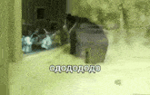 a bear is walking through a room with a sign in the background that says ododoodo .