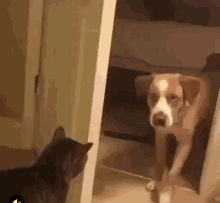 dog closing a door