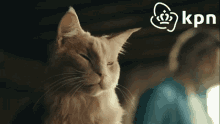 Kpn Kat GIF - Kpn Kat Cat GIFs