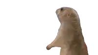 a close up of a ground squirrel 's face with a white background