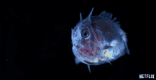 Fish Tiny GIF
