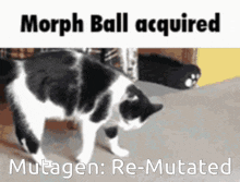 Mutagen Mutagen Re Mutated GIF - Mutagen Mutagen Re Mutated Catball GIFs