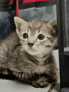 a small kitten with blue eyes is laying down on the floor