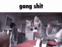 Gang Gang Shit GIF - Gang Gang Shit Cat GIFs