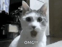 Shock What GIF - Shock What Cat GIFs
