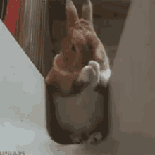 兔子 兔兔 洗脸 可爱 GIF