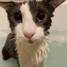 Wetters Catt GIF - Wetters Catt Sill Wet Cat GIFs