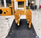 3 Cats On Treadmil GIF - 3 Cats On Treadmil GIFs