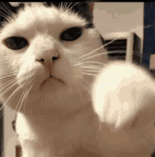 Cat Jojo GIF - Cat Jojo Jojos Bizarre Adventure GIFs