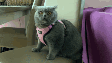 Cat Surprised GIF - Cat Surprised Afraid GIFs
