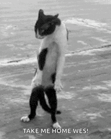 Cat Dance Moves GIF - Cat Dance Moves Watch Me Now GIFs