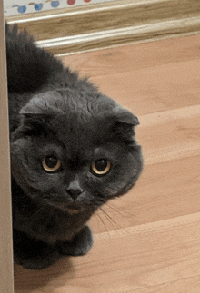 a gray cat with yellow eyes is peeking out from behind a corner
