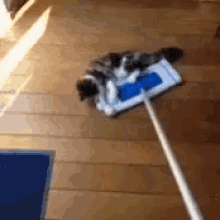 cat clean floor