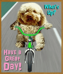 Whats Up Have A Great Day GIF - Whats Up Have A Great Day Puppy GIFs