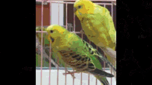 Parrot Love GIF