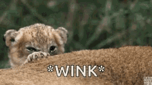 Lion Baby GIF - Lion Baby Wink GIFs