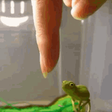 Gecko Lizard GIF - Gecko Lizard Hang GIFs