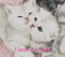 a picture of two kittens with the words i love u brody on the bottom