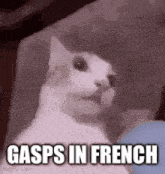 a cat is sitting on a couch with the words gasps in french .