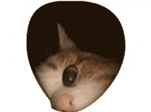 ricebowls cat