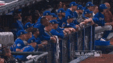 Cubs Happy GIF - Cubs Happy GIFs