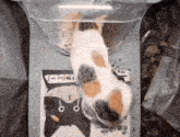 a cat is eating out of a plastic bag with a picture of a cat on it .