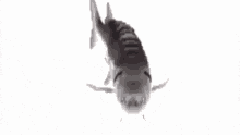 a black and white drawing of a fish swimming in the water on a white background .