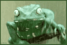frog raining