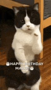 a black and white cat is standing on its hind legs with its paws up .