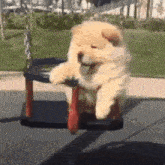 a chow chow dog is sitting on a swing in a park .