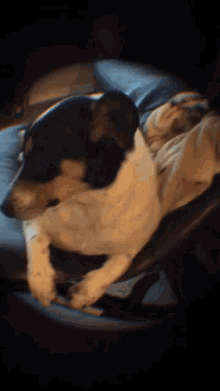 a black and white dog is laying on a chair