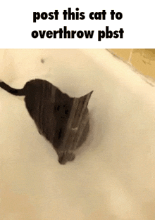 a cat is standing in a bathtub with the words `` post this cat to overthrow pbst '' written on the bottom .