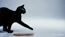 a black cat is playing with a piece of cardboard that says " ya a fan "