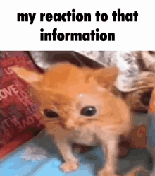 My Reaction To That Information Skrunkl GIF - My Reaction To That Information Skrunkl Reaction GIFs