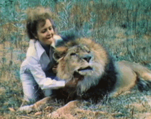 betty white lion zomba grooming lions mane