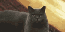 Cat Suspicious GIF - Cat Suspicious Squint GIFs