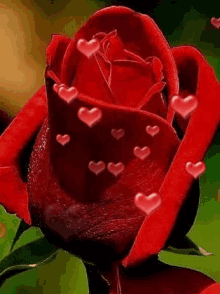 love rose hearts