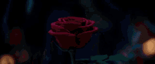 Roses Flower GIF - Roses Flower Beauty And The Beast GIFs