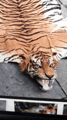 Tiger Carpet GIF - Tiger Carpet GIFs