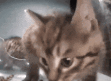 a close up of a cat 's face looking at something