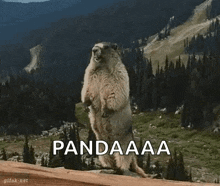a ground squirrel is standing on its hind legs with the word pandaaa written below it