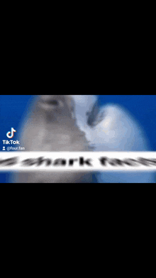 Sad Shark Facts GIF - Sad Shark Facts GIFs