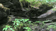 a rocky area with lots of green plants and moss