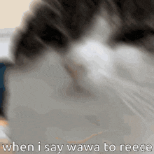 Wawa Reece GIF - Wawa Reece Wawa Cat GIFs