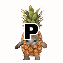 a cube with a cat and a pineapple with the letters y and p on it