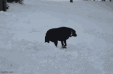 Midnite Dog GIF - Midnite Dog Running GIFs