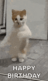 a cat is standing on its hind legs in a room and dancing .